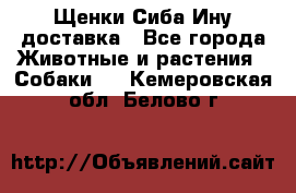 Щенки Сиба Ину доставка - Все города Животные и растения » Собаки   . Кемеровская обл.,Белово г.